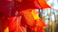leaf pigment chemical changes