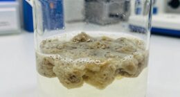 flocculant failure causes early