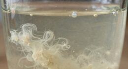particle aggregation processes comparison