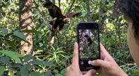 Big Bear eaglet falls from tree on livestream; status unknown