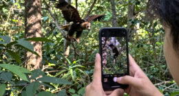 Big Bear eaglet falls from tree on livestream; status unknown