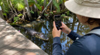 Alligators injure three, one fatally, in string of attacks in Florida