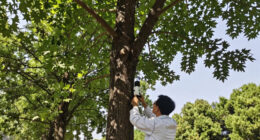 Giant Trees Have No Trouble Pumping Water To Top Branches: New Research
