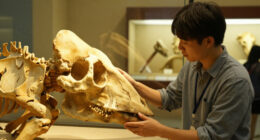 Danube Woolly Mammoth Bones