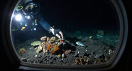 Sixteen Years After Deepwater Horizon, Deep Sea Life Shows Few Signs Of Recovery